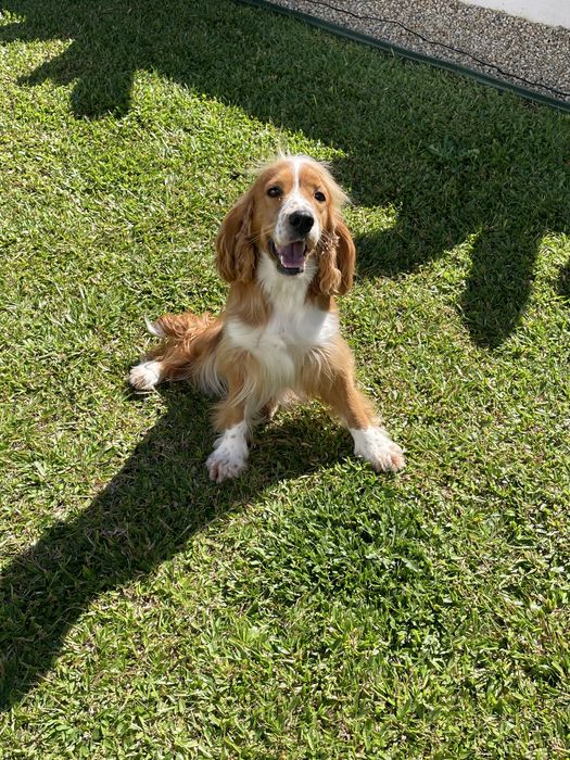Dou Cocker Spaniel Ingles