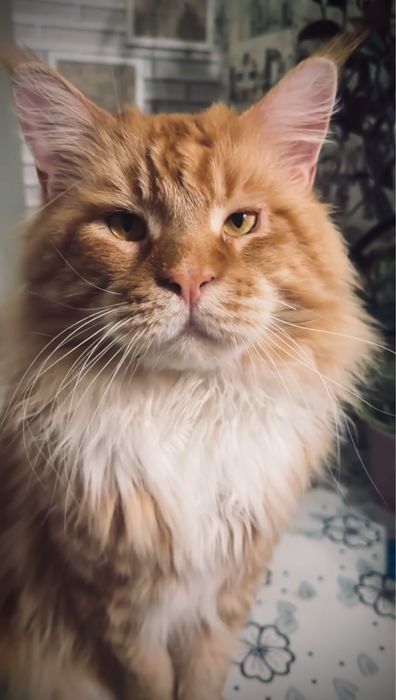 Маленьке диво — руда мейн-кун Olivia!