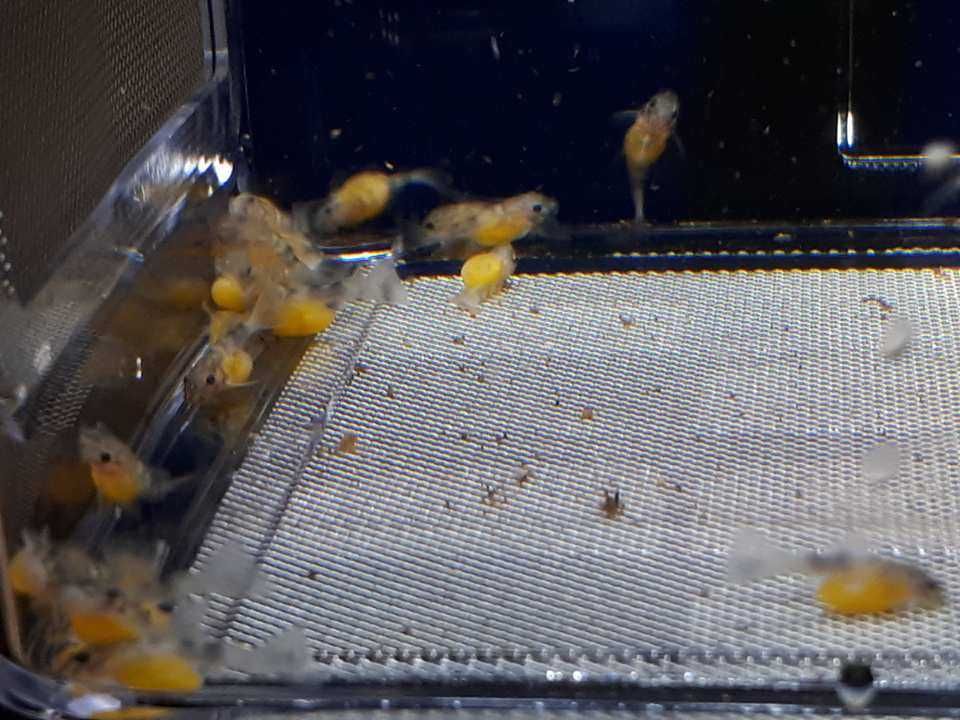 Fish isolation Box acrilico