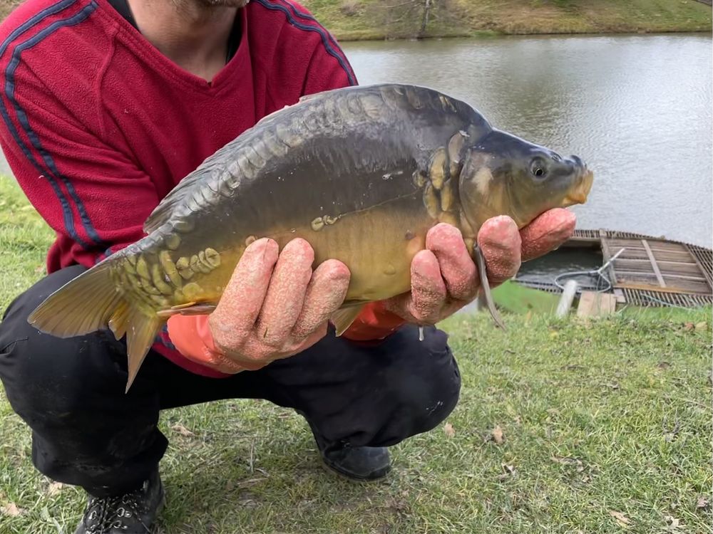 Karp Żywy Handlowy Pan Karp Pstrąg Amur Szczupak Sandacz Jesiotr Sum