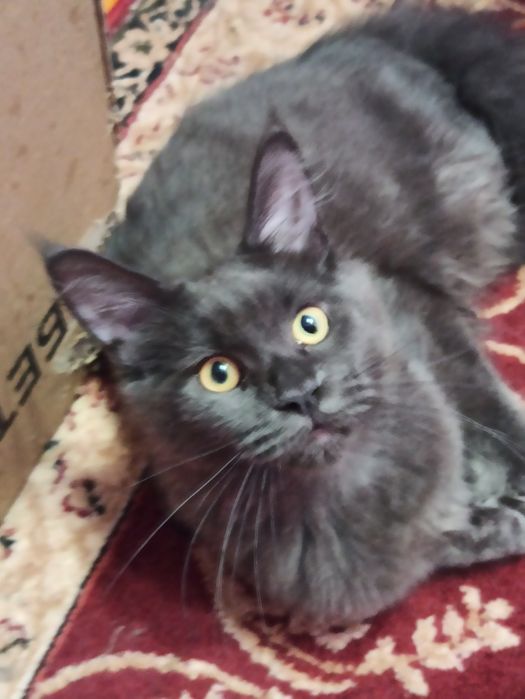 Мейн куночка голубого окрасу