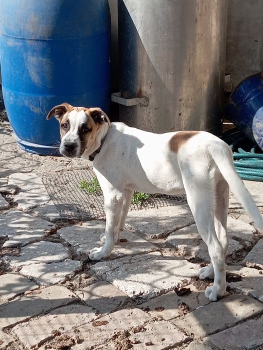 Пропала собака  Сос