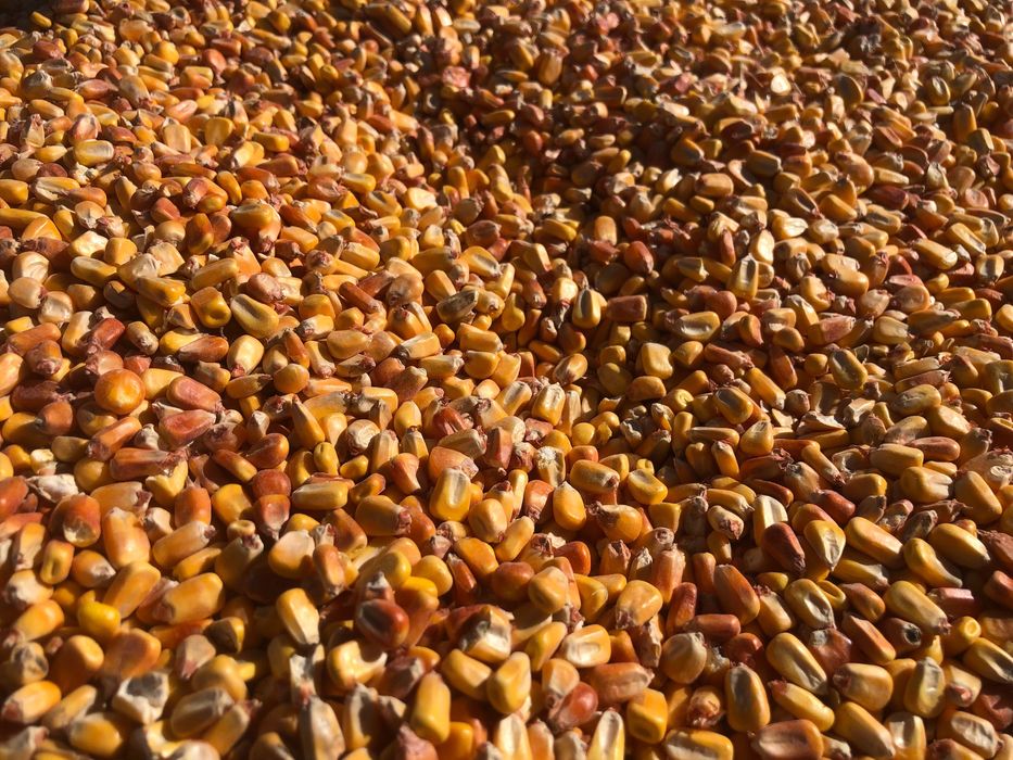 Milho amarelo seco