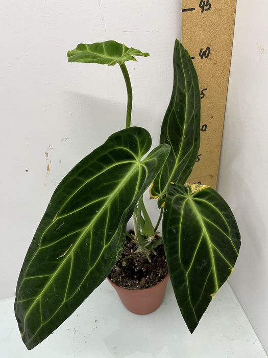 Антуріум Queen of heart  Luxurians Clarinervium Warocqueanum