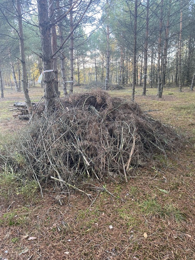 Oddam bezpłatnie dużą ilość gałęzi / chrust / gałęzie po wycince