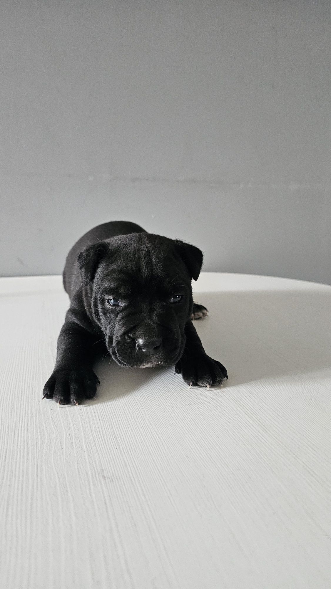 Piesek Pitbull Terrier