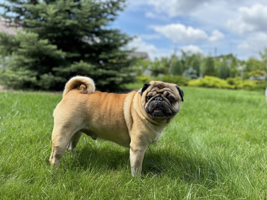 Мопс Тедді для вязки