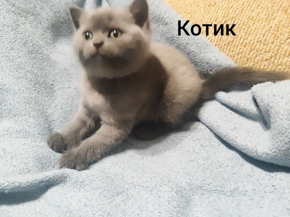 Шотландські кошенята