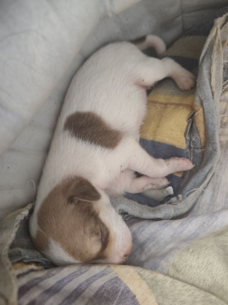 Animais para adoção