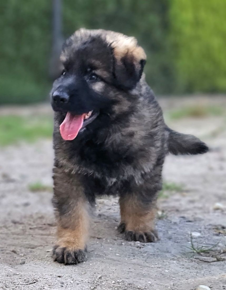 Owczarek Niemiecki