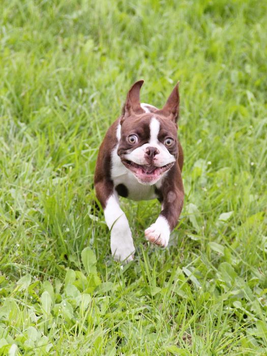 Boston Terrier color  aktualne