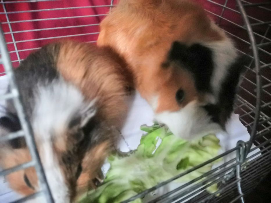 Продам морских свинок!!! Родились 18.06.2025