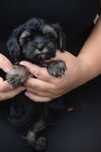 yorkiepoo czarny samczyk