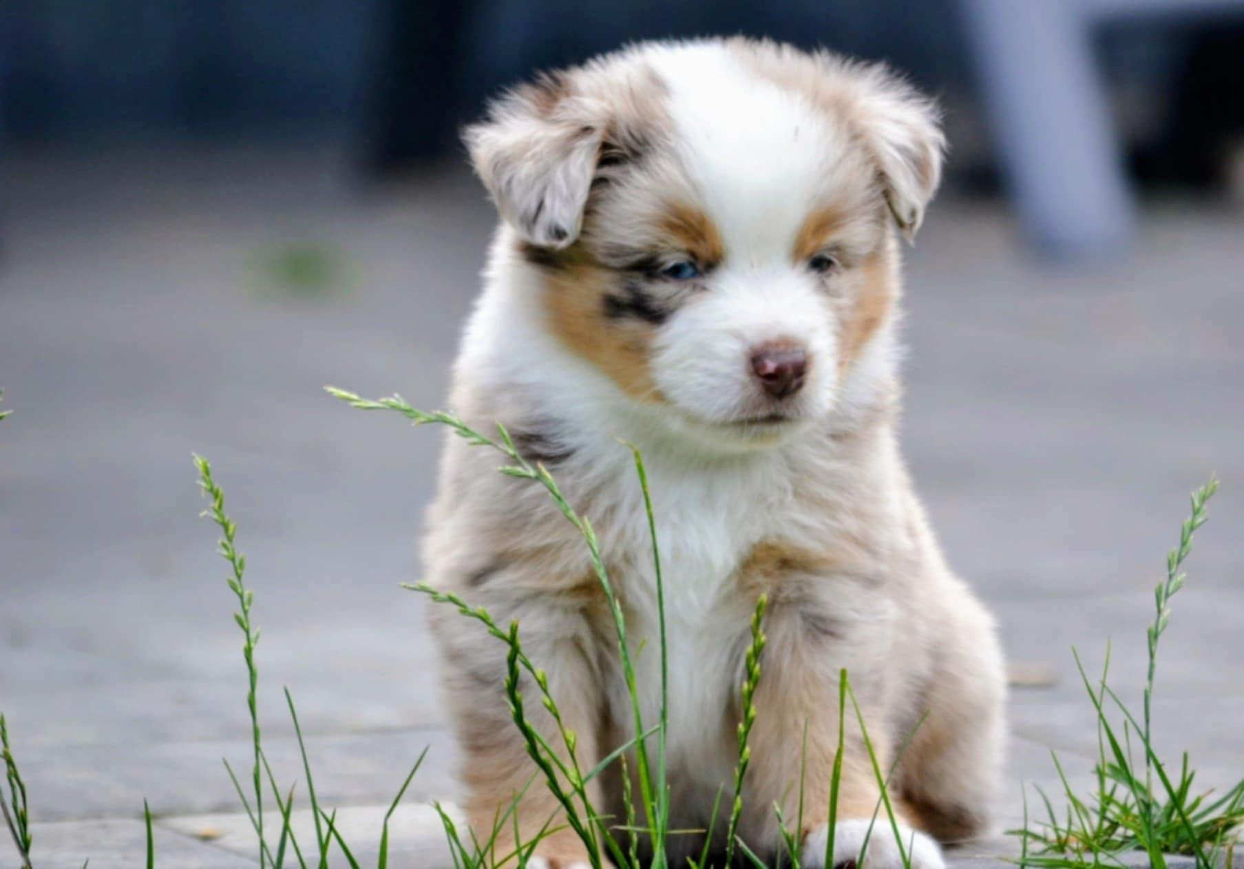 Miniaturowy Owczarek Amerykański MAS - Red Merle chłopiec