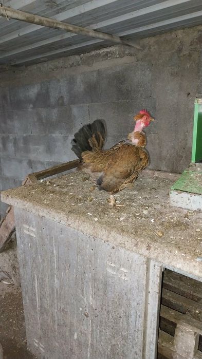 Vendo galinhas na maioria todas novas