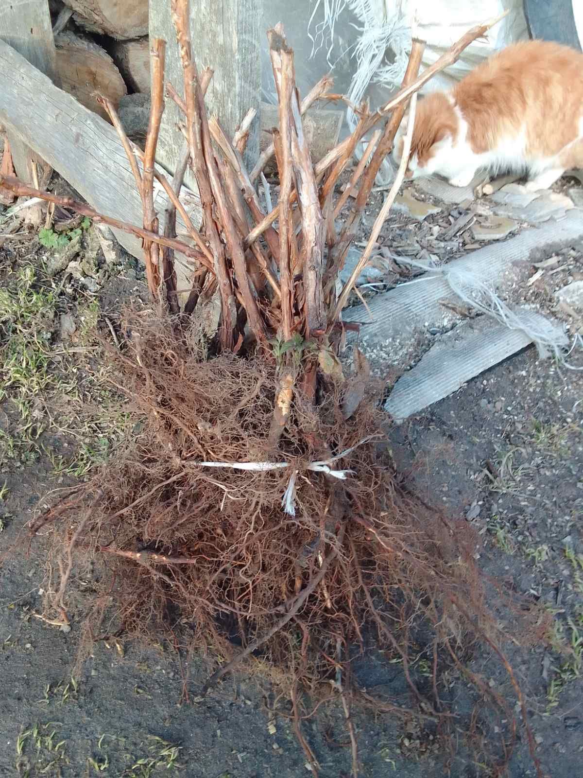 Продам саджанці малини