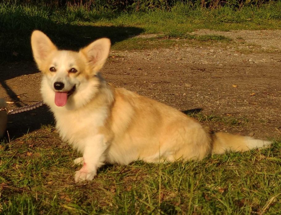 Welsh Corgi Pembroke FCI/ZKwP długi ogon ruda dorosła suczka