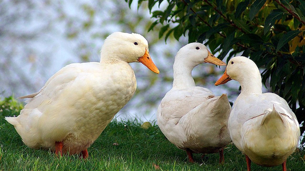 Качки шипуни дорослі