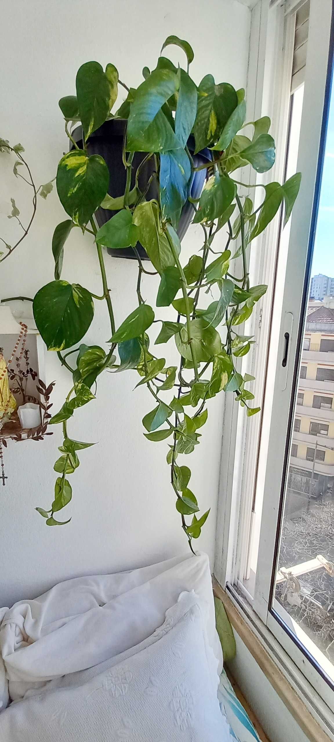 Planta Jiboia Verdadeira com Vaso