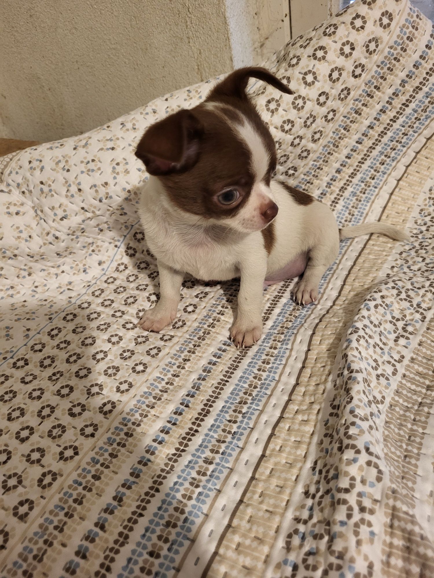 Chihuahua machinho branco e chocolate