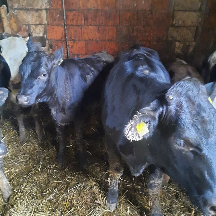 Sprzedam jalówki mieszańce limousine