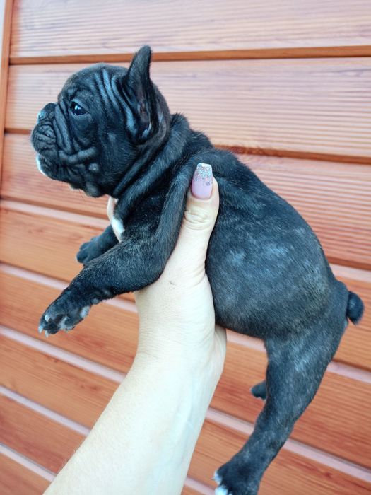 Девуля франуля..