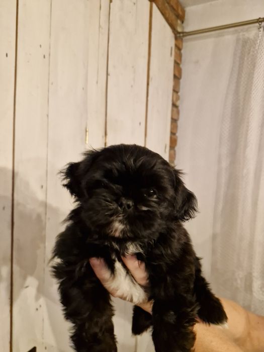 Przepiękne szczenięta