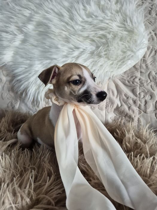 Chart Angielski Whippet FCI Suczka płowo-biała