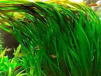 Trawa akwariowa Vallisneria gigantea