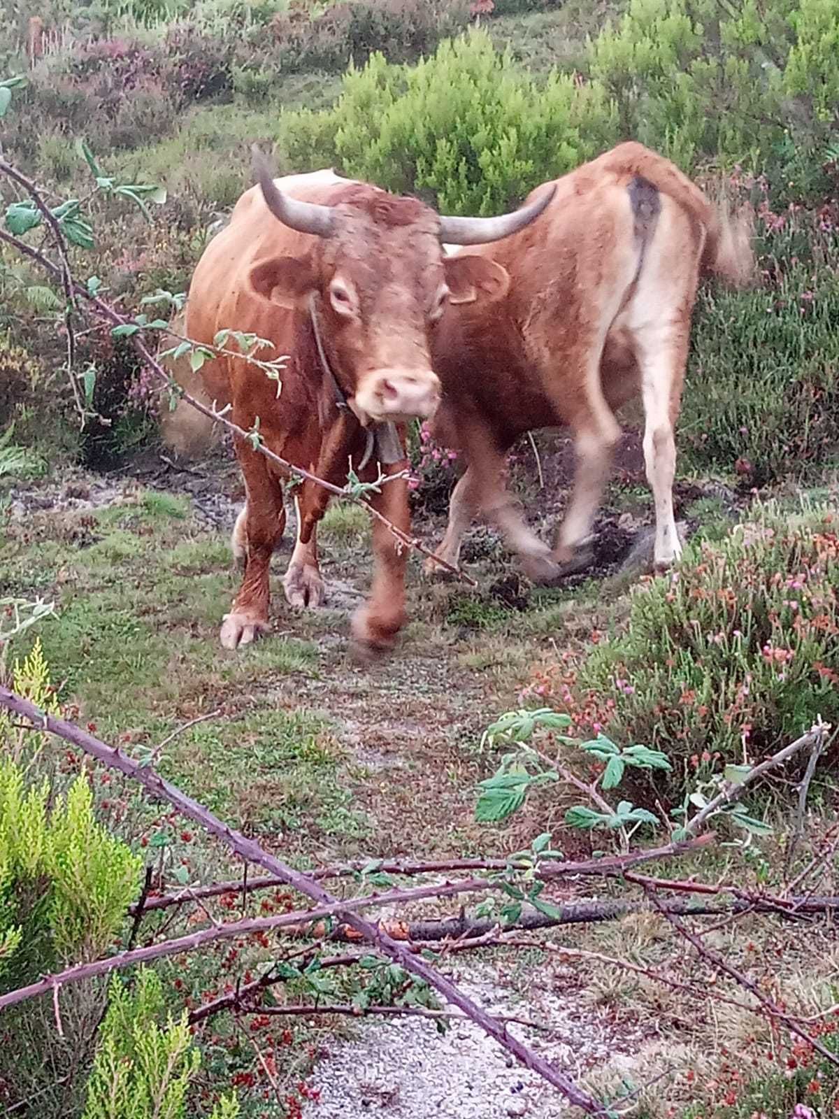 Venda Exclusiva: Boi de Raça Galega com potencial para a criação