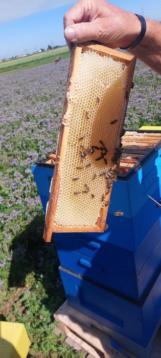 Facelia błękitna na poplon lub pożytek dla pszczół miododajna