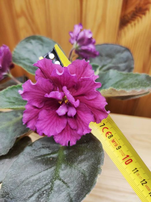 Дітки сортових фіалок, стартери, листочки