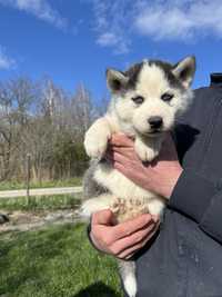 Suczka Syberian Husky Czarno-Biały Chip,Rodowód,Książeczka,Wyprawka!