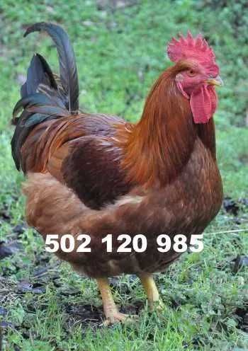 Brojler czerwony zagrodowy w sprzedaży od 06.08.2024
