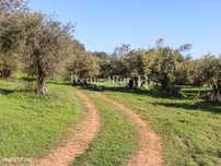 Terreno com uma área total 5.000 m2 - Alandroal