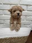 Maltipoo słodki malutki piesek