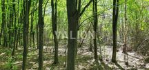 Продаж земельної ділянки. Голосіївський район. Без комісії