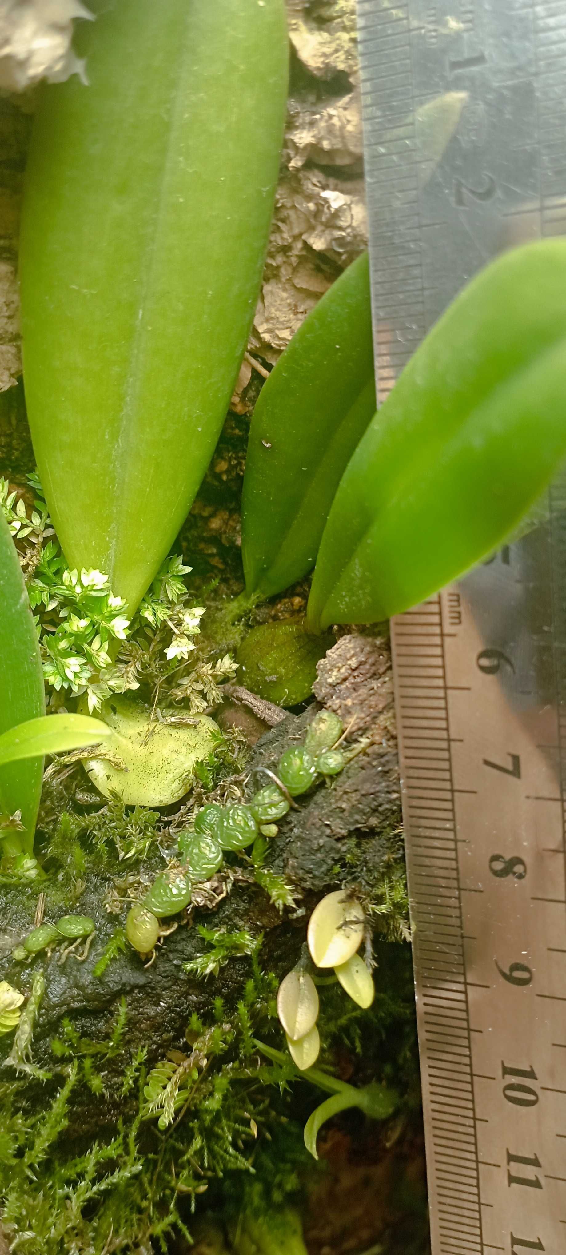 Орхидея Bulbophyllum sp