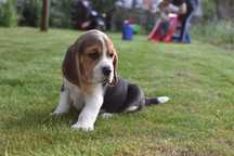 Beagle-piękna sunia