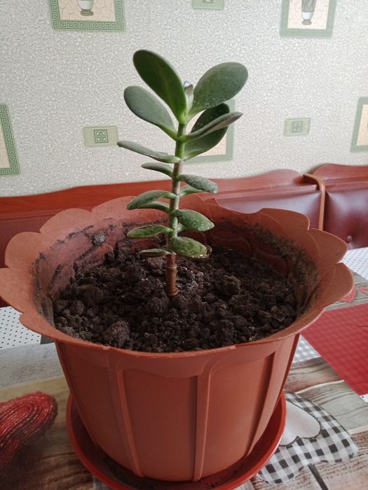 Денежное дерево  .