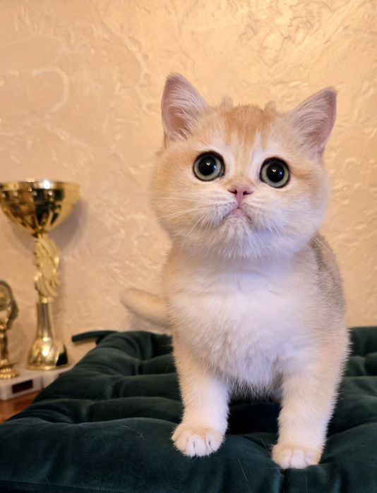 Британська золота шиншилка.а