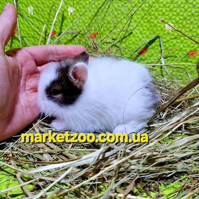 Мини кролик міні карликовий карликовый,карликові,карликовые левоголови