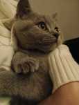 Gato British Shorthair procura namorada