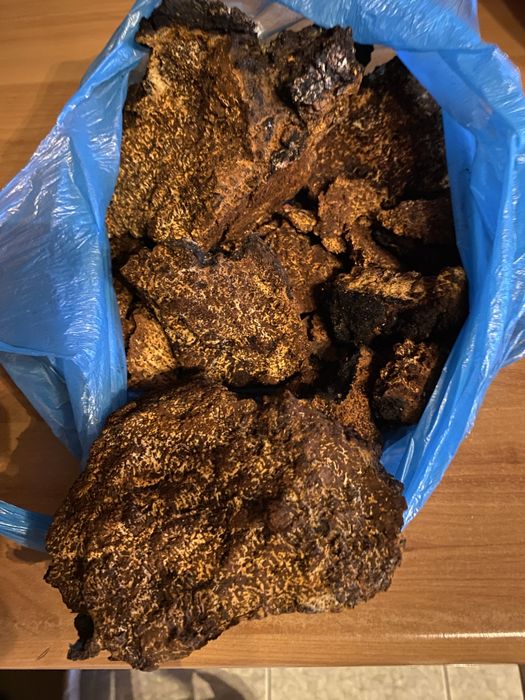 Błyskoporek podkorowy (Inonotus obliquus):