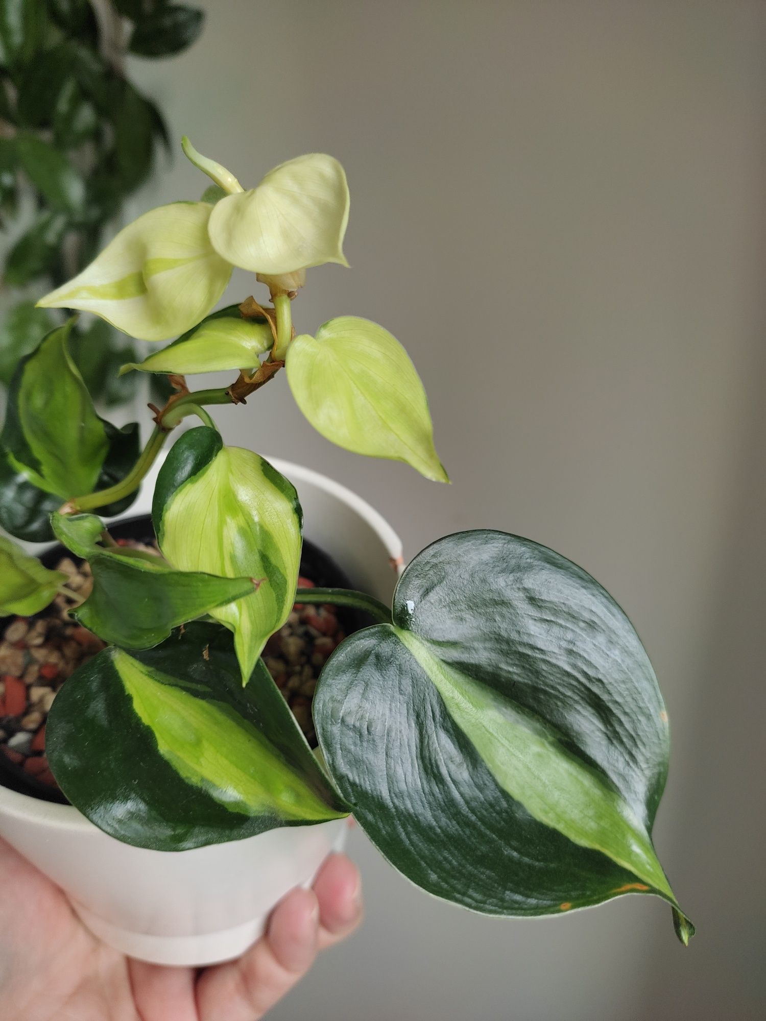 Philodendron Cream Splash