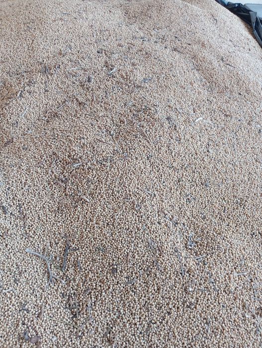 Продам сою цьогорічну