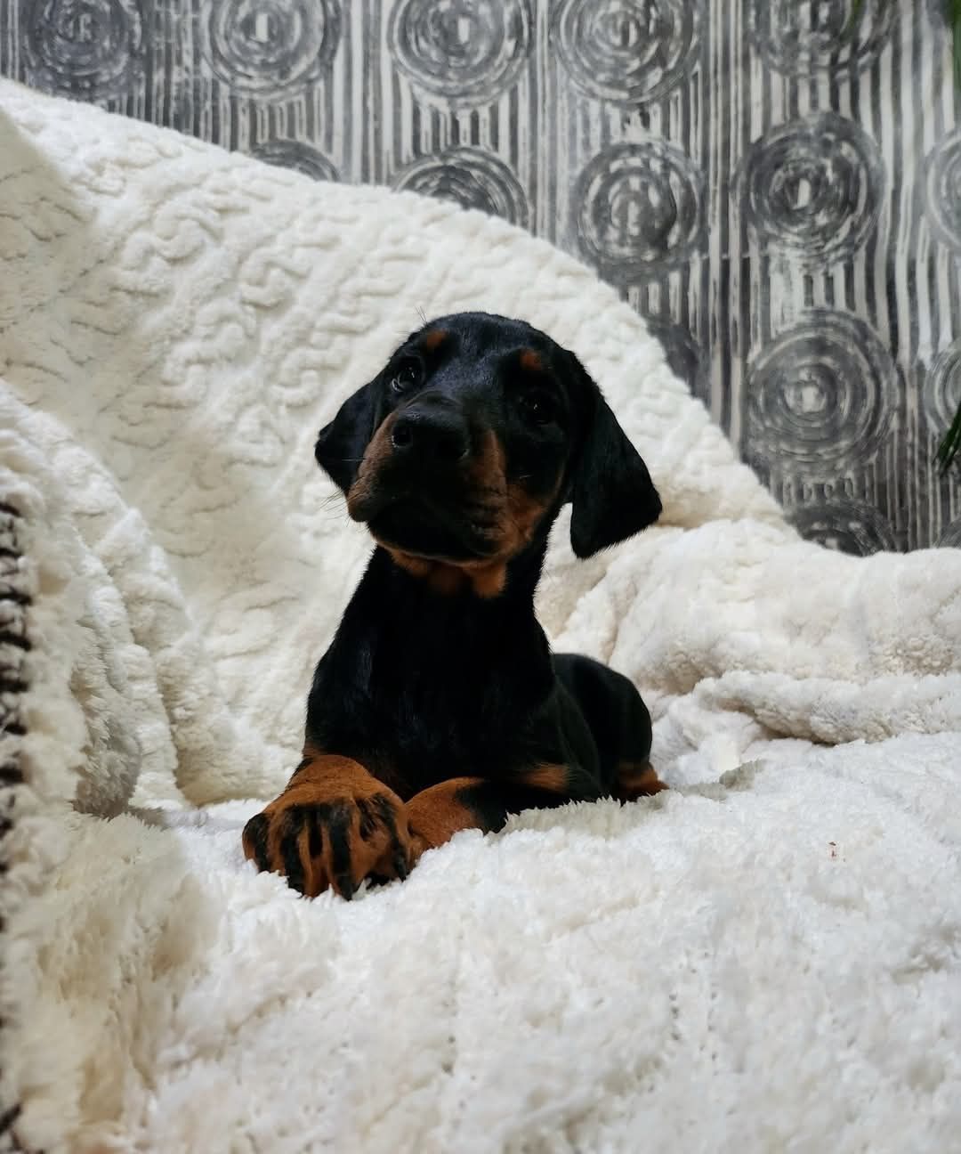 * Doberman Europejski * SUCZKA * prawidłowo zsocjalizowana *