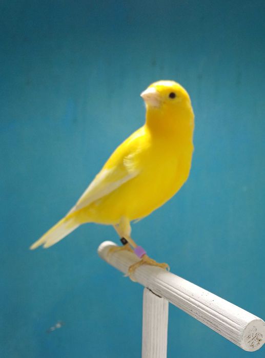 Canarios harzer roller (canario flauta)