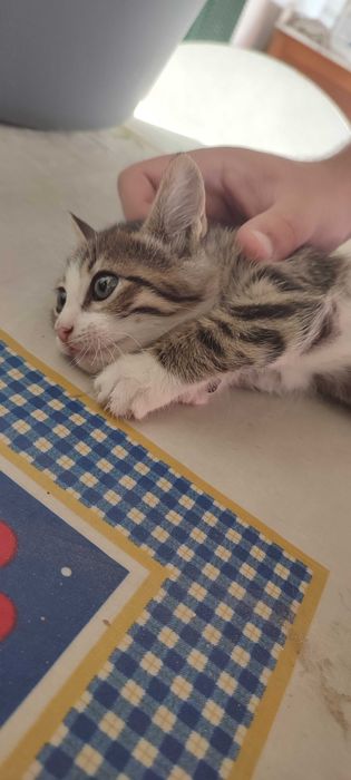 2 gatinhas de 2 meses para adoção responsável