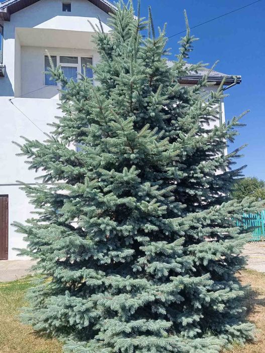 Продається голубенька польська ялинка